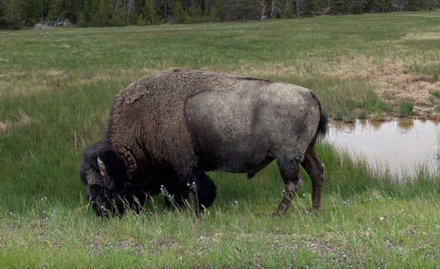 yellowstone buffalo Gallery